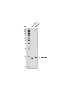 Cell Signaling Alpha/Beta-Synuclein (Syn205) Mouse mAb