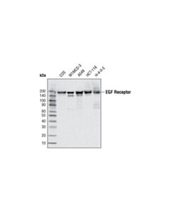 Cell Signaling EGF Receptor (C74B9) Rabbit mAb 20 uL