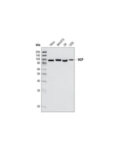 Cell Signaling VCP (7F3) Rabbit mAb 20 uL