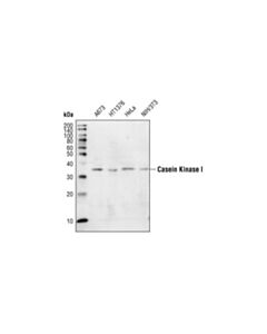 Cell Signaling Ck1 Antibody