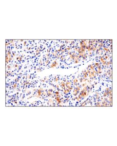 Cell Signaling 4-1bbl/Cd137l/Tnfsf9 (E8w3p) Rabbit mAb (BSA And Azide Free)
