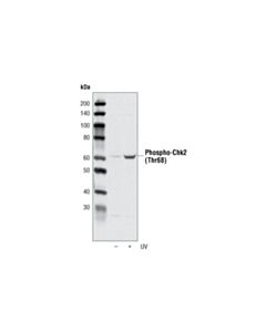 Cell Signaling Phospho-Chk2 (Thr68) Antibody