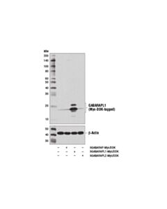 Cell Signaling Gabarapl1 (D5r9y) Xp Rabbit mAb