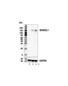 Cell Signaling SPARCL1 (F3V2I) Mouse mAb