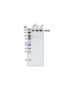 Cell Signaling AS160 (C69A7) Rabbit mAb 20 uL