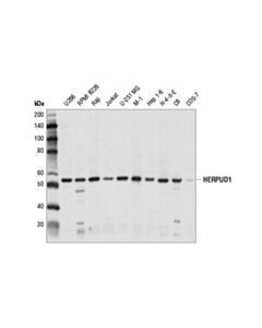 Cell Signaling Herpud1 Antibody