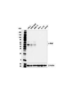Cell Signaling c-Maf (E2Q5D) Rabbit mAb