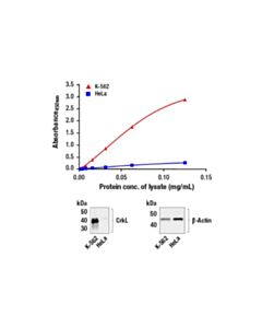 Cell Signaling Pathscan ® Total Crkl Sandwich ELISA Kit