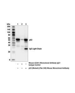 Cell Signaling p53 (Mutant) (Pab 240) Mouse Monoclonal Antibody