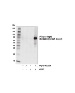 Cell Signaling Phospho-Atg13 (Ser355) (D6j1w) Rabbit mAb
