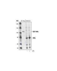 Cell Signaling Ikkepsilon Antibody