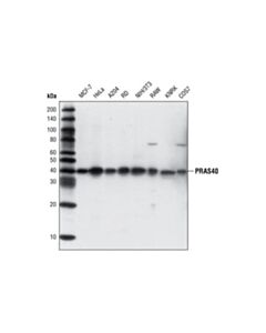 Cell Signaling Pras40 (D23c7) Xp Rabbit mAb