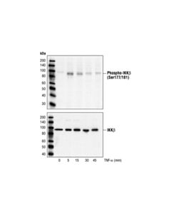 Cell Signaling Phospho-Ikkalpha/Beta (Ser176/180) Antibody Ii
