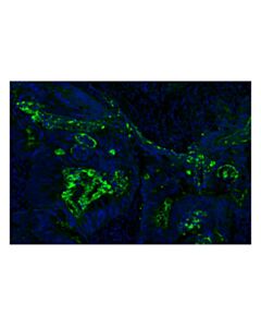 Cell Signaling CD133 (D2V8Q) XP ® Rabbit mAb (Alexa Fluor ® 488 Conjugate)