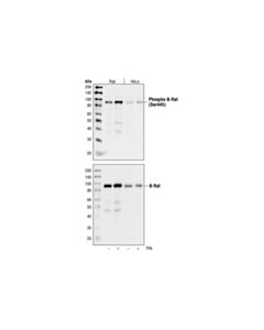 Cell Signaling Phospho-B-Raf (Ser445) Antibody