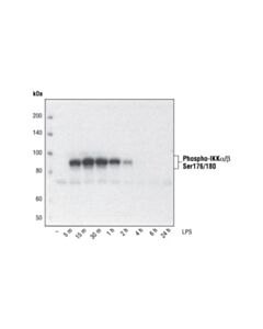 Cell Signaling Phospho-Ikkalpha/Beta (Ser176/180) (16a6) Rabbit mAb