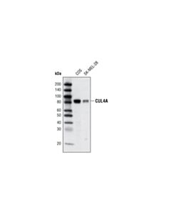 Cell Signaling Cul4a Antibody
