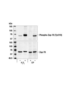 Cell Signaling Phospho-Zap-70 (Tyr319)/Syk (Tyr352) Antibody