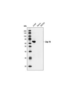 Cell Signaling Zap-70 (L1E5) Mouse mAb 20 uL