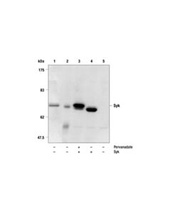 Cell Signaling Syk Antibody