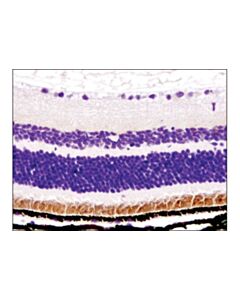 Cell Signaling Rhodopsin (D4b9b) Rabbit mAb