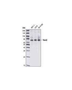 Cell Signaling TORC3/CRTC3 (C35G4) Rabbit mAb 20 uL