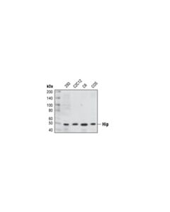 Cell Signaling Hip Antibody