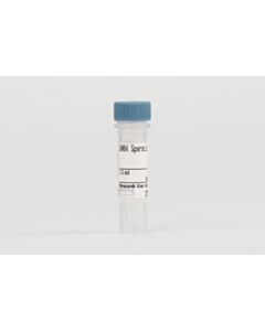 Cell Signaling 100x Spermidine