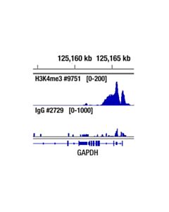 Cell Signaling Normal Rabbit Igg