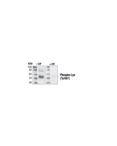Cell Signaling Phospho-Lyn (Tyr507) Antibody