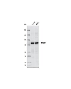 Cell Signaling Xrcc1 Antibody