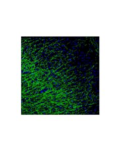 Cell Signaling Myelin Basic Protein (D8X4Q) XP ® Horse Chimeric mAb