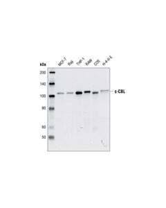 Cell Signaling C-Cbl Antibody