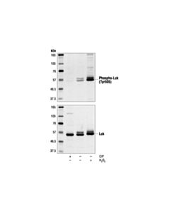 Cell Signaling Lck Antibody