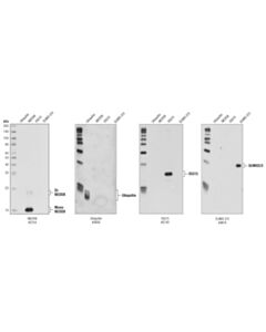 Cell Signaling Nedd8 (19e3) Rabbit mAb