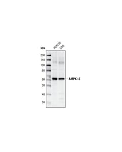 Cell Signaling Ampkalpha2 Antibody