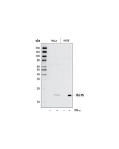 Cell Signaling Isg15 (22d2) Rabbit mAb