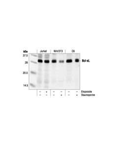 Cell Signaling Bcl-Xl Antibody
