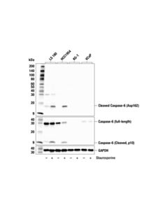 Cell Signaling Cleaved Caspase-6 (Asp162) (F6J4I) Rabbit Monoclonal Antibody