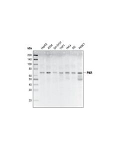 Cell Signaling Pkr (N216) Antibody
