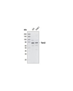 Cell Signaling Torc3/Crtc3 Antibody