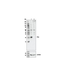 Cell Signaling Bax Antibody