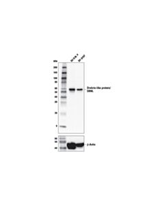 Cell Signaling Drebrin-Like Protein/Dbnl Antibody