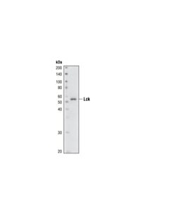 Cell Signaling Lck (73a5) Rabbit mAb