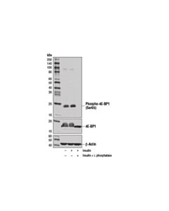 Cell Signaling Phospho-4E-BP1 (Ser65) (D9G1Q) Rabbit mAb (BSA and Azide Free)