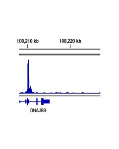 Cell Signaling XBP-1s (E8C2Z) Mouse mAb 20 uL