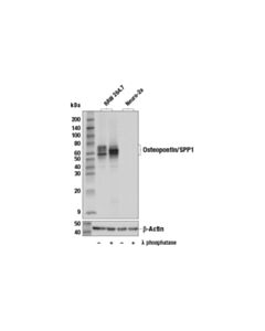 Cell Signaling Osteopontin/SPP1 (E4O2F) Rabbit mAb 20 uL