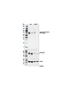 Cell Signaling Phospho-Atf-2 (Thr71)/Atf-7 (Thr53) (E4a5g) Xp Rabbit mAb