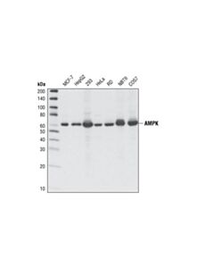 Cell Signaling Ampkalpha (F6) Mouse mAb