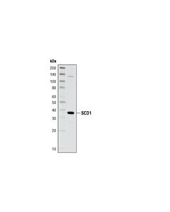 Cell Signaling SCD1 (C12H5) Rabbit mAb